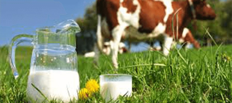 Dairy Farming And Many More