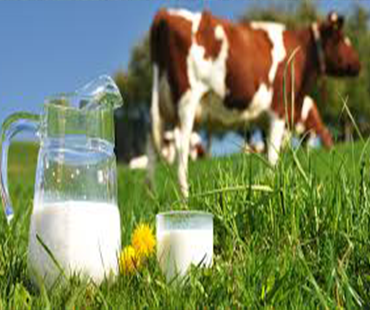 Dairy farming and many more